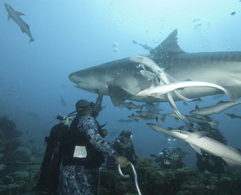 Best-Fiji-Shark-Dive-Waidroka-Diving Best Fiji Shark Dive Tiger Shark Feeding