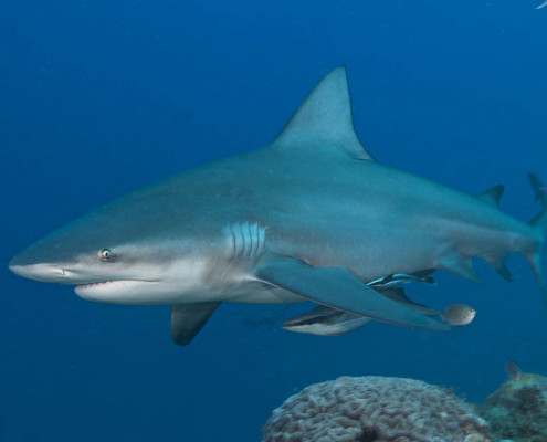 Fiji-Shark-Dive-Bull-Shark-Waidroka-Dive-Resort Fiji Shark Dive Small Bull Shark