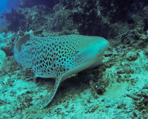 Fiji-Shark-Dive-Leopard-Waidroka Fiji Shark Dive Leopards Close By