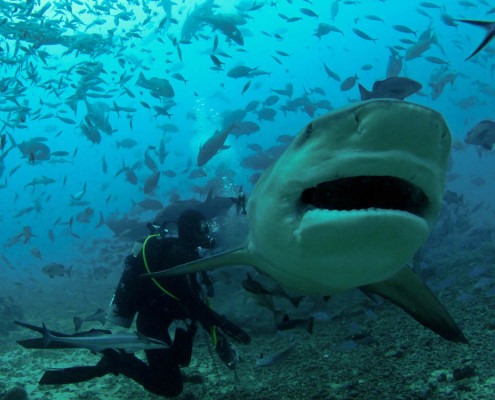 Fiji-Shark-Dive-Tiger Fiji Shark Dive Tiger Feeding