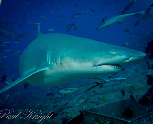 Fiji-Shark-Dive-Waidroka-Scuba Fiji Shark Dive Close Encounter