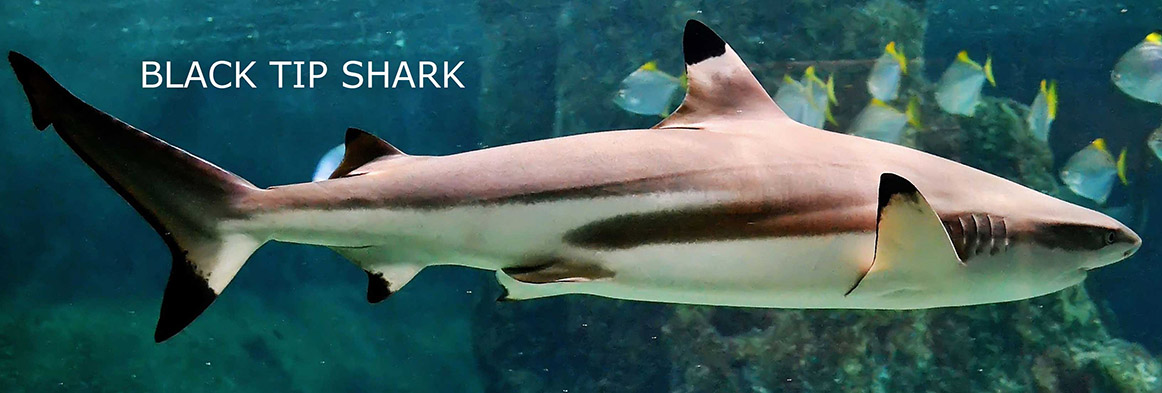 Slider-Fiji-Resort-Waidroka-Blacktip-Shark