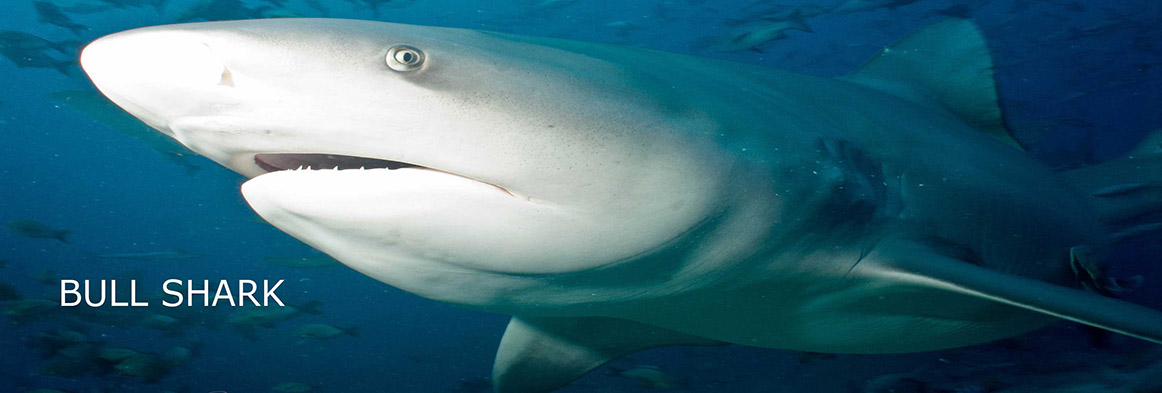 Slider-Fiji-Resort-Waidroka-Bull-Shark