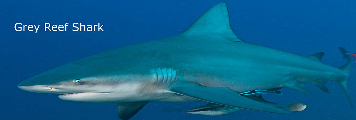 Slider-Fiji-Resort-Waidroka-Grey-Reef-Shark