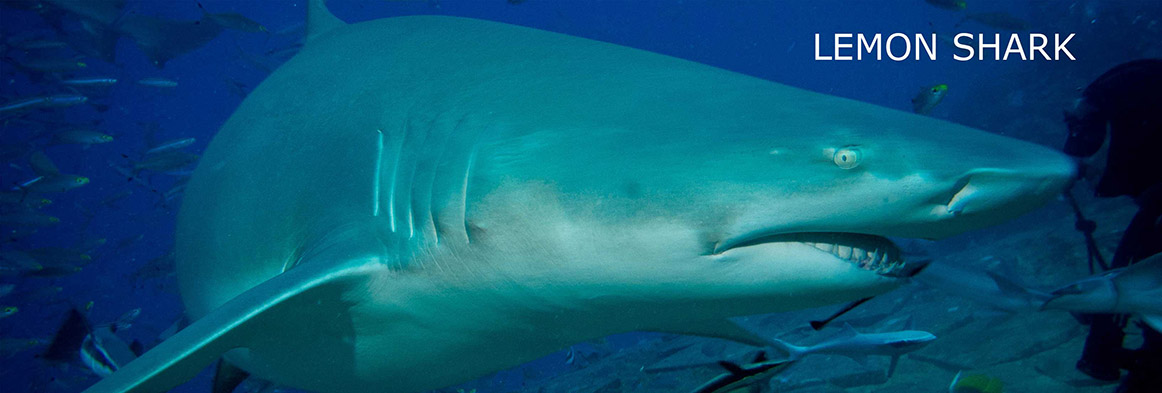 Slider-Fiji-Resort-Waidroka-Lemon-Shark