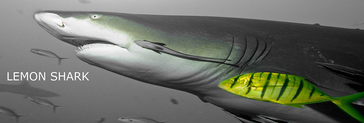 Slider-Fiji-Resort-Waidroka-Lemon-Shark1