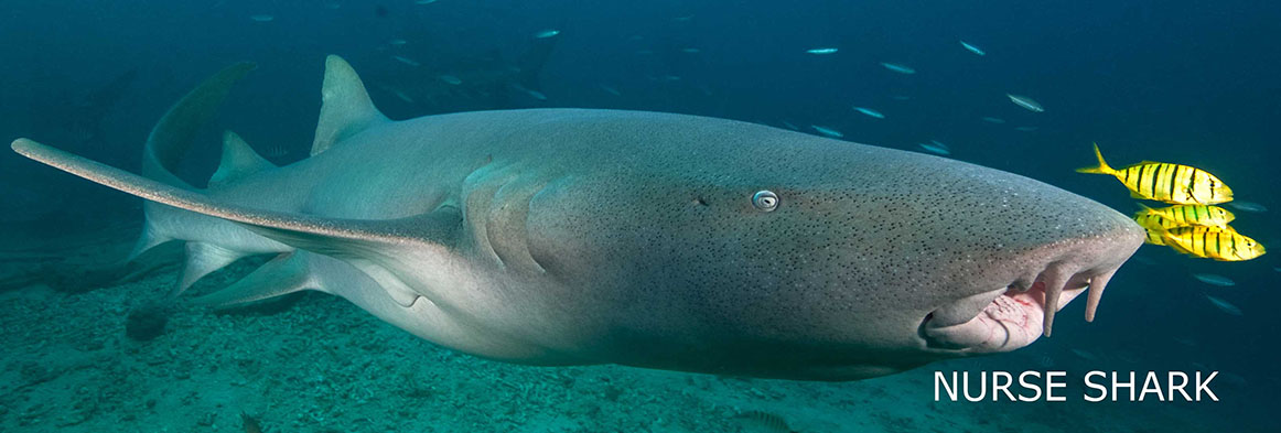 Slider-Fiji-Resort-Waidroka-Nurse-Shark