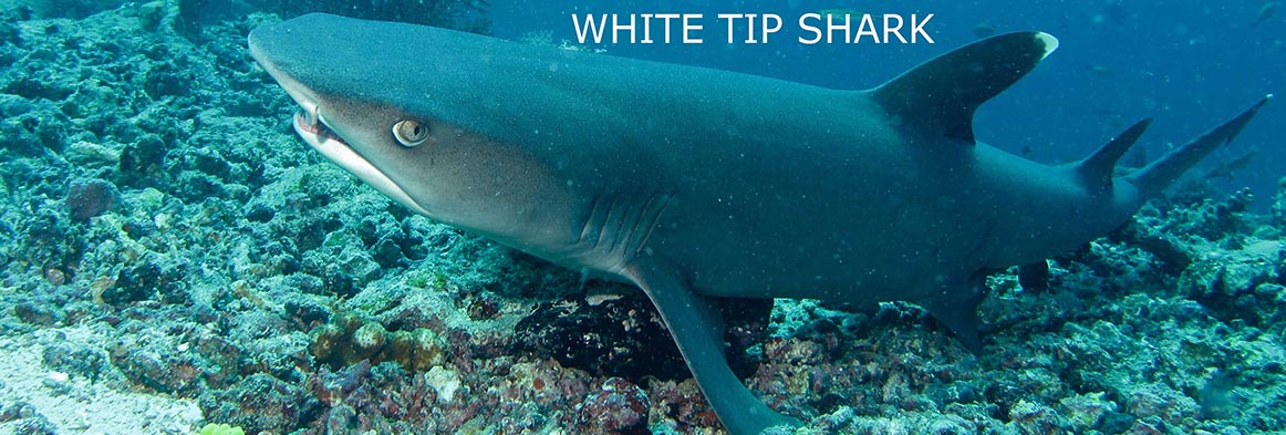 Slider-Fiji-Resort-Waidroka-White-Tip-Shark